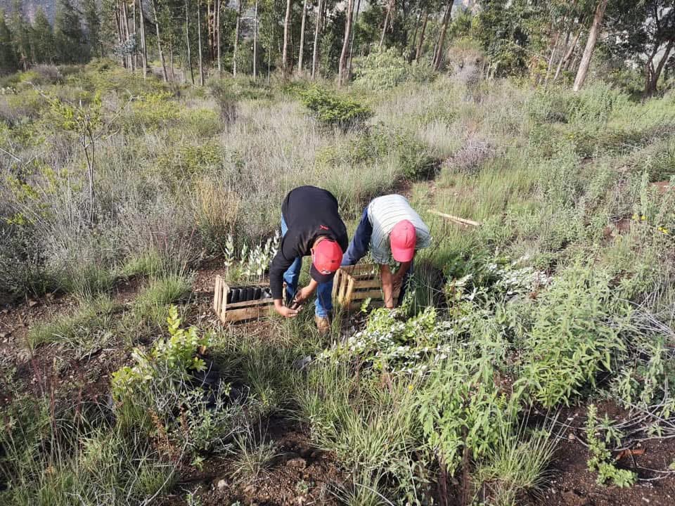 Reforesting with native trees to reduce our carbon footprint.