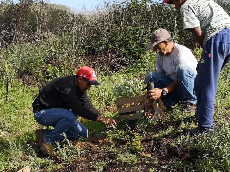Planting trees in Mancos, Ancash.